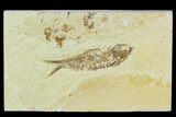 Bargain, Fossil Fish (Knightia) - Wyoming #120621-1